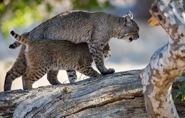 Pose, two, pair, log, lynx, lynx, mom, a small lynx