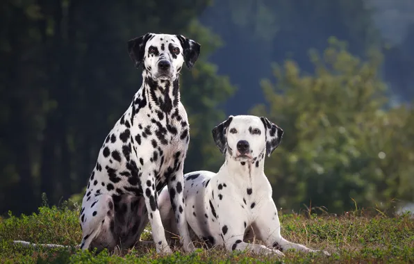 Picture dogs, summer, Dalmatian