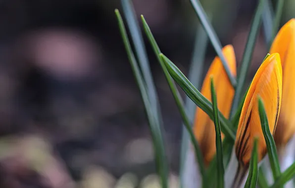 Leaves, flowers, spring, yellow, crocuses, buds, bokeh, blurred background