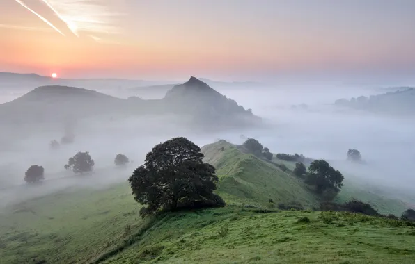 Picture trees, fog, morning