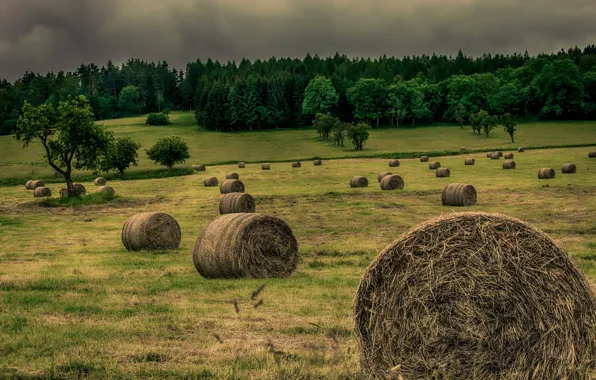 Field, the evening, hay
