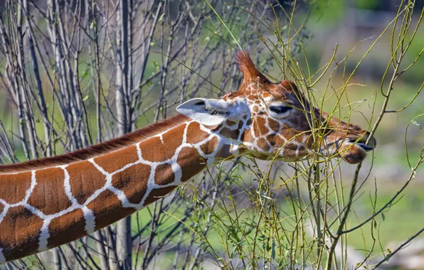Face, branches, portrait, giraffe, profile, the bushes, neck, meal