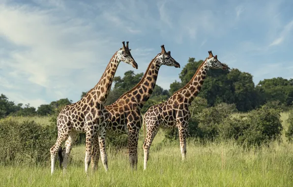 Giraffes, Savannah, Africa