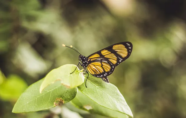Leaves, microsemi, wings, Butterfly, insect, beautiful, closeup, blurred background