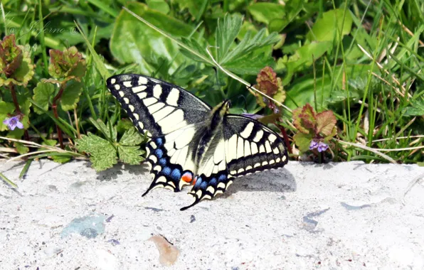 Picture summer, nature, butterfly, swallowtail, Pyatkov_Denis