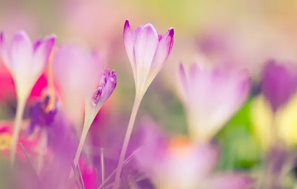 Flowers, photo, crocuses, bokeh