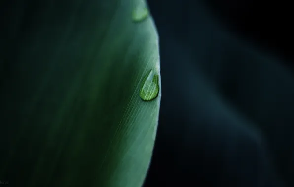 Picture leaves, drops, macro, Rosa, photo