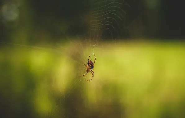 Web, spider, insect