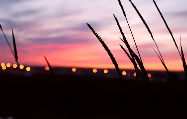 Picture the sky, lights, Sunset, spikelets