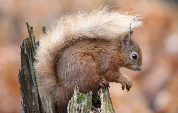 Picture pose, background, stump, legs, fluffy, protein, stump, tail