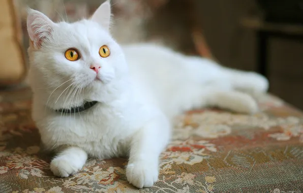 White, kitty, orange eyes