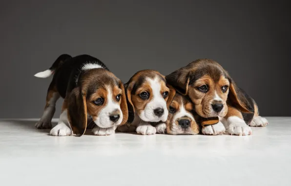 Dogs, background, puppies, Quartet, Beagle