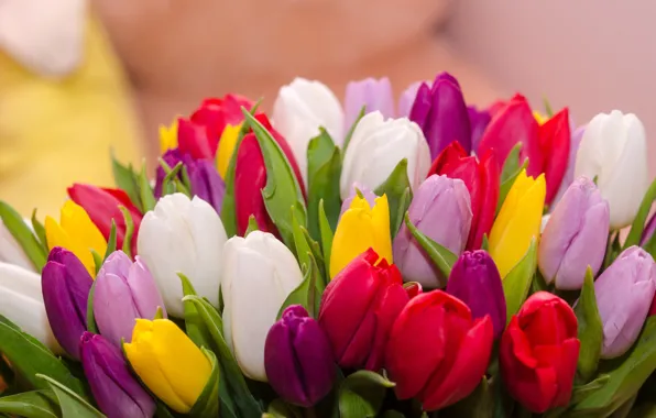 Flowers, bouquet, colorful, tulips, flowers, tulips, spring, multicolored
