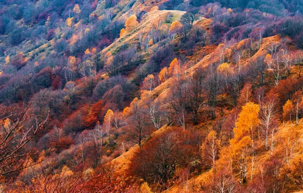 Autumn, forest, mountains, hills, view, slope, Golden autumn