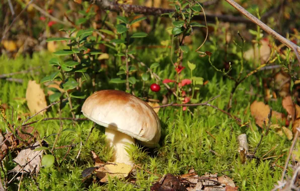 Grass, berries, mushroom, Borovik