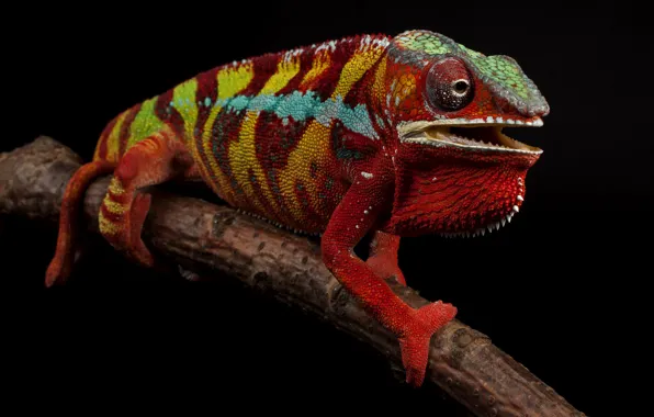 Red, pose, chameleon