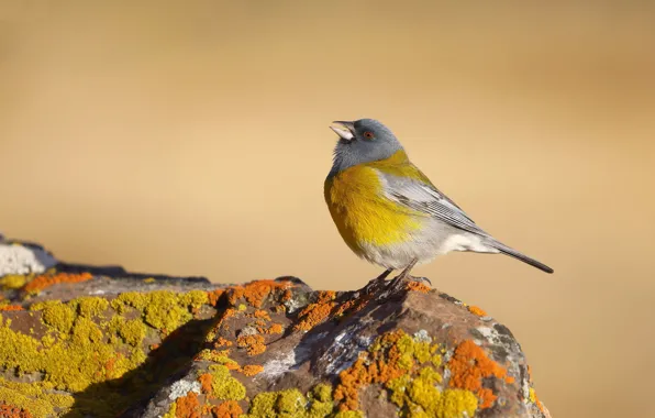 Nature, bird, Cordillera sanochnik