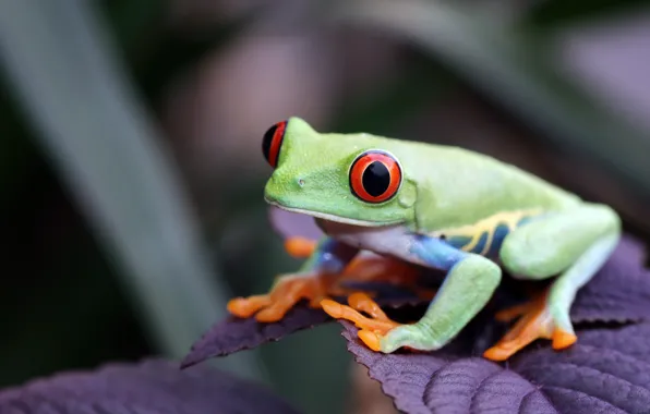 Look, leaves, nature, pose, frog, green, wood, red-eyed tree frog