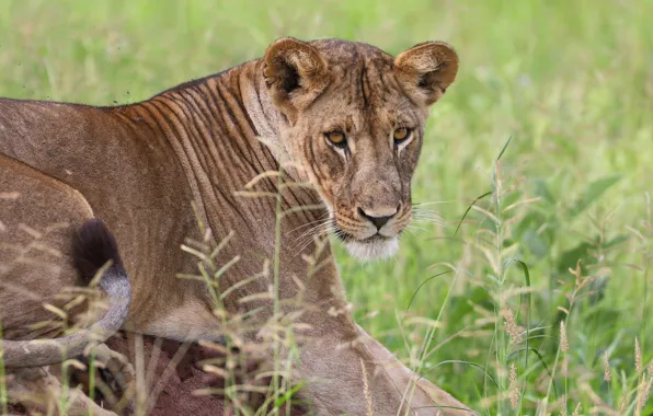 Picture grass, look, face, pose, portrait, lioness, young
