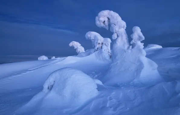 Picture winter, snow, trees, landscape, nature, ate, the snow, The Kola Peninsula