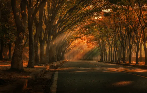Road, autumn, light, trees, Park