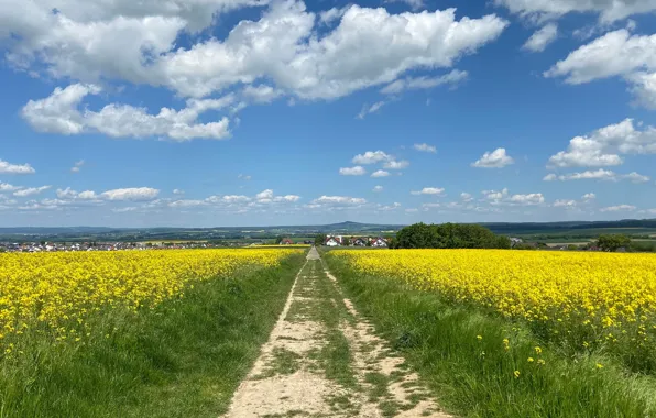 Road, clouds, flowers, comfort, the way, dal, yellow, village