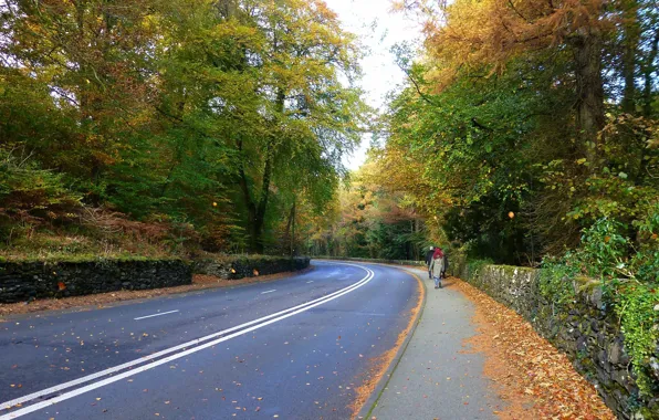 Road, autumn, foliage, road, Autumn, leaves, fall
