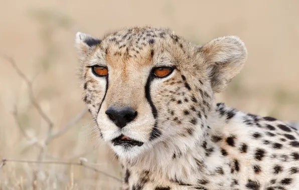 Cat, look, face, Cheetah