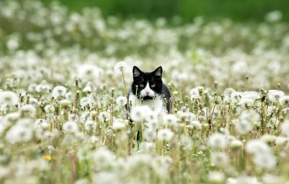 Picture cat, nature, dandelions