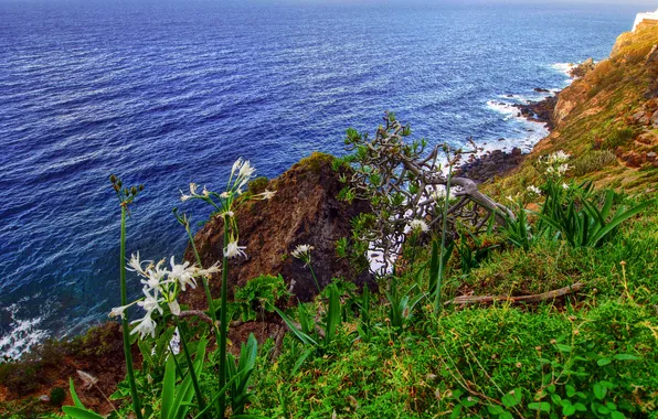 Picture sea, the sky, grass, flowers, rocks