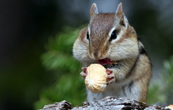 Nature, Chipmunk, nuts