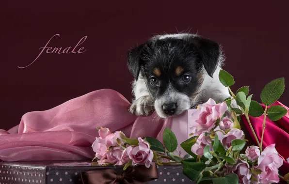 Picture roses, puppy, fabric, Jack Russell Terrier