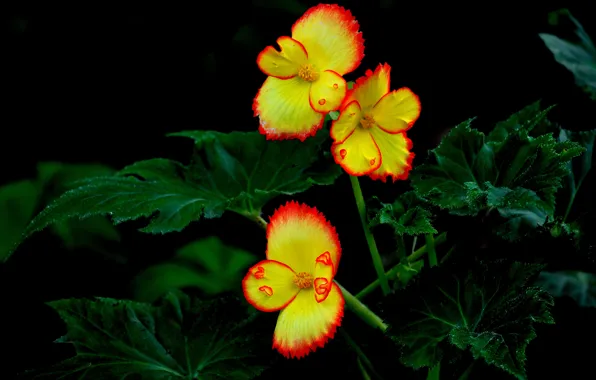 Leaves, macro, flowers, Bush, petals