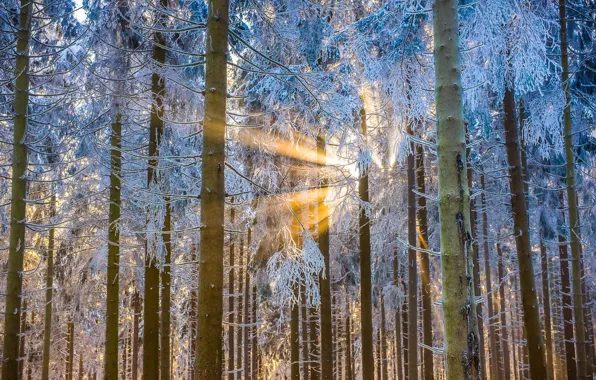 Winter, forest, light, trees