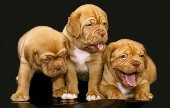 Animals, dogs, cute, Little giants