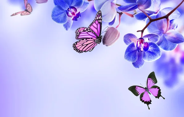 Picture butterfly, flowers, Orchid, blue, flowers, beautiful, orchid, butterflies