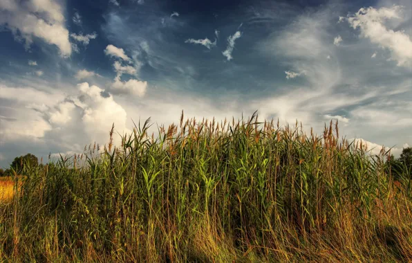 Landscape, nature, the reeds