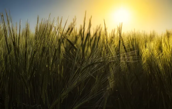 Field, the sky, the sun, light, sunset, rye, ears, cereals