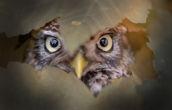 Picture eyes, leaves, owl, bird