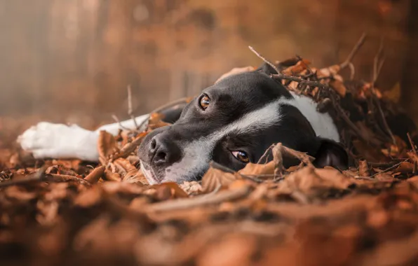 Picture sadness, autumn, forest, eyes, look, foliage, dog, lies