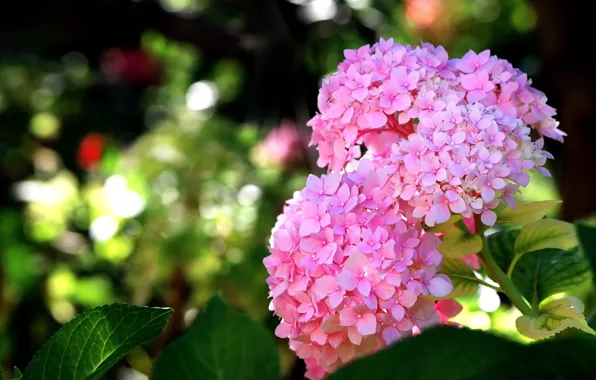 Picture flowers, pink, hydrangea