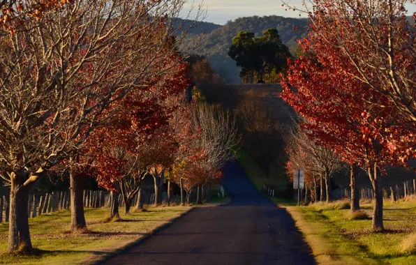 Road, trees, morning