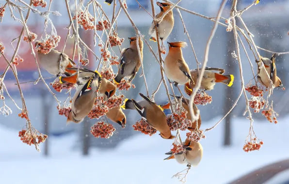 Birds, branches, berries, tree, Winter, Rowan
