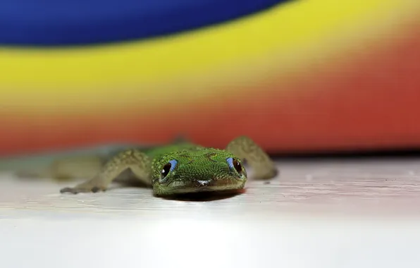 Picture lizard, Gecko, reptile