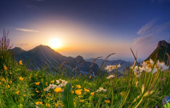 Flowers, mountains, spring, meadow