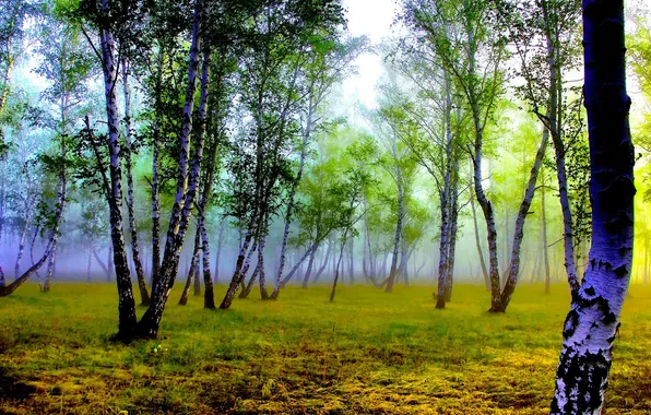 Picture FOREST, GRASS, TRUNK, TREES, FOG, BIRCH