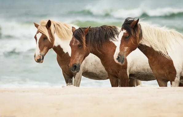 Picture sand, sea, horses, horse