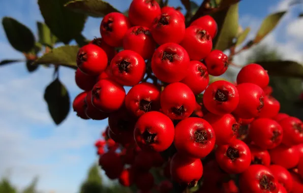 Leaves, macro, nature, berry, red, juicy