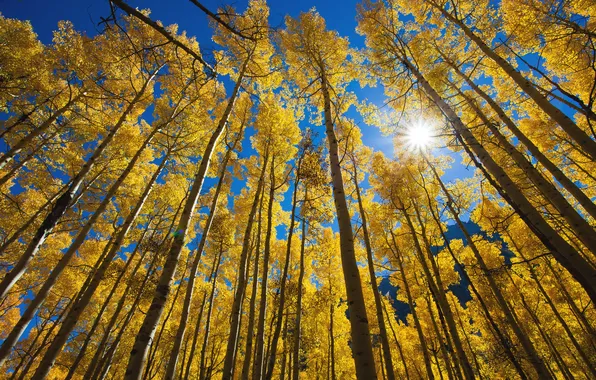 Autumn, the sky, the sun, rays, trees