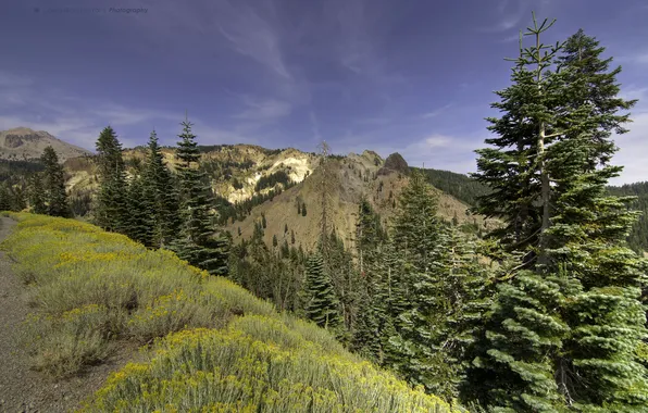 Forest, grass, trees, mountains, CA, USA, Lassen Volcanic National Park